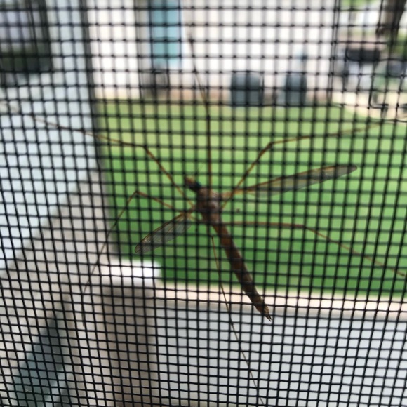 💕LIVE SHOW NOTIFICATION🌺 - Picture 16 of 16